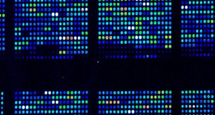 bioinformatics bachelor thesis